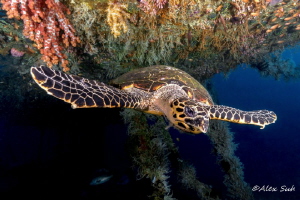Taken while I was wreck diving in the Philippines. The se... by Alex Suh 